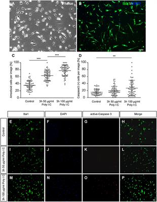 Poly I:C Activated Microglia Disrupt Perineuronal Nets and Modulate Synaptic Balance in Primary Hippocampal Neurons in vitro